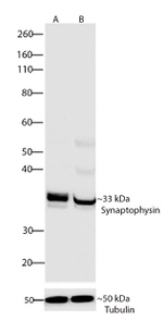 Synaptophysin Antibody in Western Blot (WB)