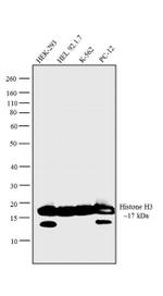 Histone H3 Antibody in Western Blot (WB)