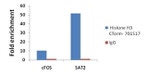 Histone H3 Antibody