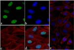 Histone H3 Antibody in Immunocytochemistry (ICC/IF)