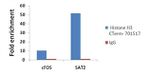 Histone H3 Antibody in ChIP Assay (ChIP)