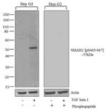 Phospho-SMAD2 (Ser465, Ser467) Antibody