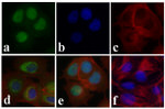 Phospho-SMAD2 (Ser465, Ser467) Antibody in Immunocytochemistry (ICC/IF)