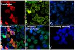 DYKDDDDK Tag Antibody in Immunocytochemistry (ICC/IF)