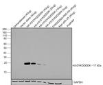 DYKDDDDK Tag Antibody in Western Blot (WB)