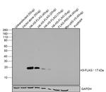 DYKDDDDK Tag Antibody in Western Blot (WB)