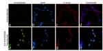 DYKDDDDK Tag Chimeric Antibody in Immunocytochemistry (ICC/IF)