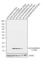 DYKDDDDK Tag Chimeric Antibody in Western Blot (WB)