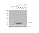 DYKDDDDK Tag Antibody in Western Blot (WB)