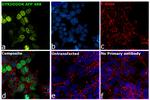 DYKDDDDK Tag Antibody in Immunocytochemistry (ICC/IF)