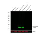 DYKDDDDK Tag Antibody