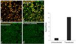 DYKDDDDK Tag Antibody in Immunocytochemistry (ICC/IF)