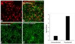 DYKDDDDK Tag Antibody in Immunocytochemistry (ICC/IF)