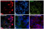 DYKDDDDK Tag Antibody in Immunocytochemistry (ICC/IF)