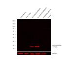 DYKDDDDK Tag Antibody in Western Blot (WB)