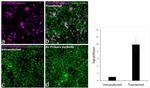 DYKDDDDK Tag Antibody in Immunocytochemistry (ICC/IF)