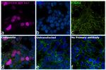 DYKDDDDK Tag Antibody in Immunocytochemistry (ICC/IF)