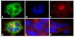 DYKDDDDK Tag Antibody in Immunocytochemistry (ICC/IF)