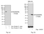 DYKDDDDK Tag Antibody in Western Blot (WB)