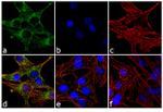 Connexin 36 Antibody