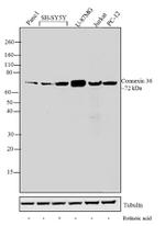 Connexin 36 Antibody in Western Blot (WB)