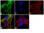 PSA Antibody in Immunocytochemistry (ICC/IF)