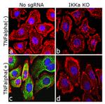 Phospho-IKK alpha/beta (Ser176, Ser180) Antibody