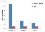 SALL4 Antibody