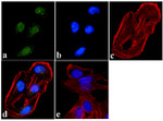 JunD Antibody in Immunocytochemistry (ICC/IF)