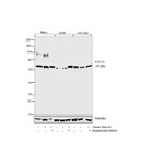 ATG14 Antibody in Western Blot (WB)