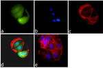 SMAD4 Antibody in Immunocytochemistry (ICC/IF)