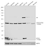 ATG12 Antibody in Western Blot (WB)