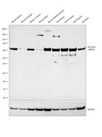 ATG16L1 Antibody in Western Blot (WB)