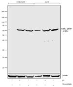 Phospho-CHK2 (Thr387) Antibody