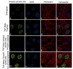 Phospho-SMAD2 (Ser245, Ser250) Antibody in Immunocytochemistry (ICC/IF)