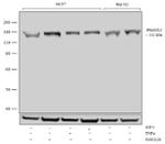 Phospho-IRS1 (Ser312) Antibody in Western Blot (WB)