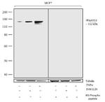 Phospho-IRS1 (Ser312) Antibody in Western Blot (WB)