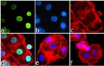 Phospho-IRS1 (Ser616) Antibody