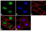 OCT4 Antibody in Immunocytochemistry (ICC/IF)