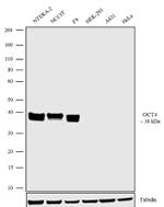 OCT4 Antibody