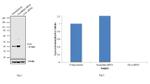 OCT4 Antibody in Western Blot (WB)