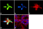 H3K4me1 Antibody in Immunocytochemistry (ICC/IF)