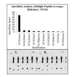 H3K4me1 Antibody in Peptide array (ARRAY)