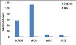 H3K4me2 Antibody in ChIP Assay (ChIP)