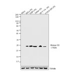 H3K4me2 Antibody in Western Blot (WB)