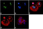 H3K4me2 Antibody in Immunocytochemistry (ICC/IF)