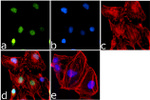 H3K36me1 Antibody in Immunocytochemistry (ICC/IF)