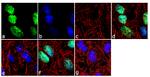 H3K36me2 Antibody in Immunocytochemistry (ICC/IF)