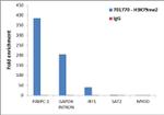 H3K79me2 Antibody