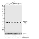 H4K20ac Antibody